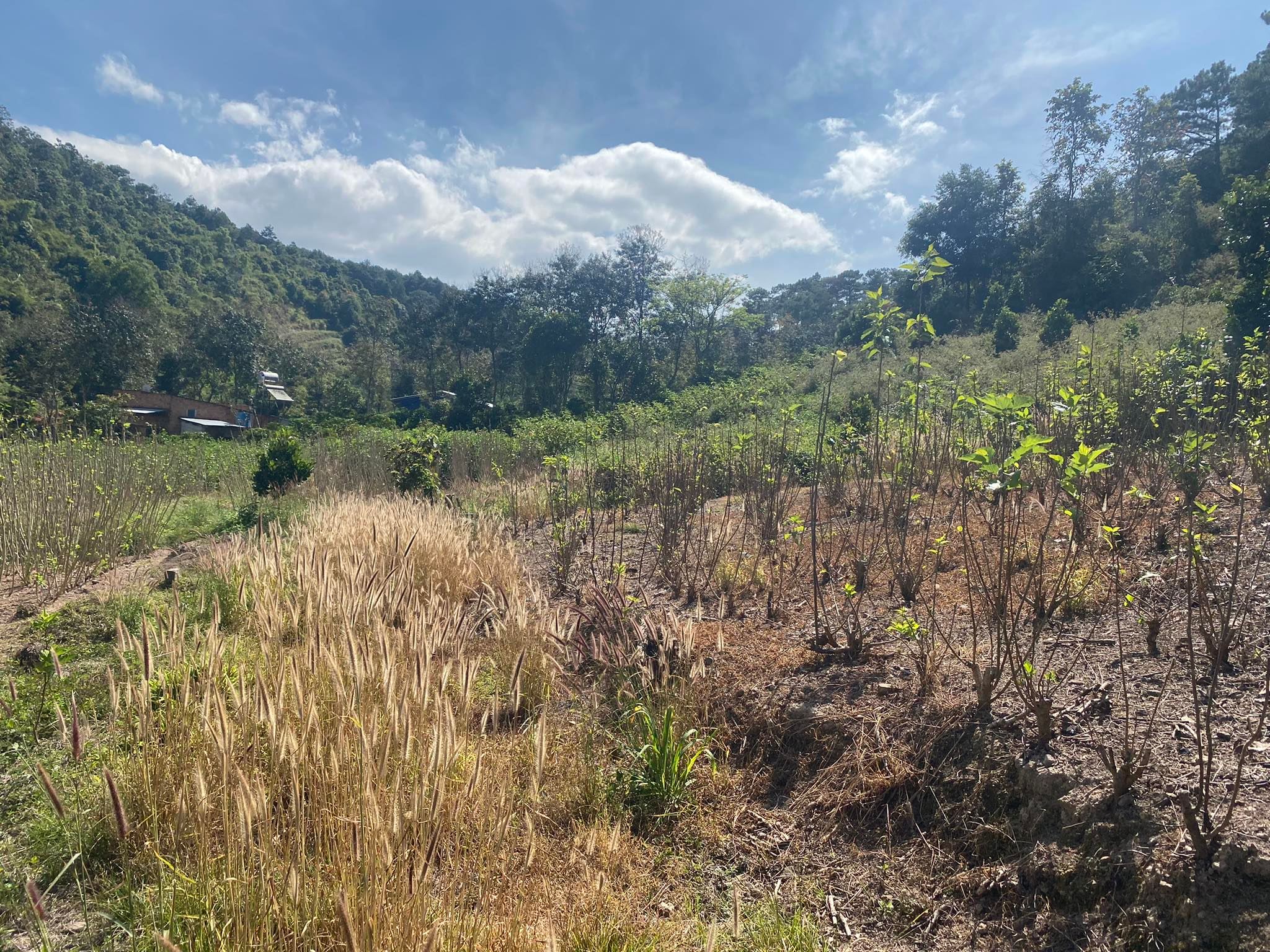 Gần 1 ha đất hẻm DT 725 gần ngã 3 cửa rừng, n' thôn hạ đức trọng 9 tỷ