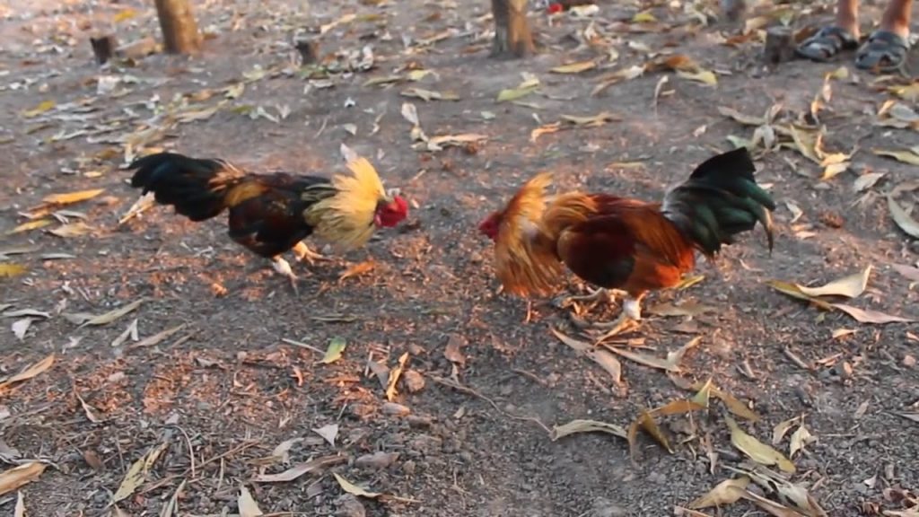 NHÀ CÁI ĐÁ GÀ SV388 WEBSITE CÁ CƯỢC GÀ UY TÍN