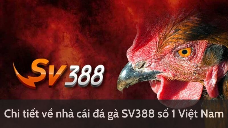 Đá Gà Trực Tiếp Cực Đỉnh Tại SV388