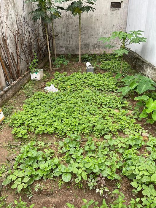 Bán đất mặt phố thanh lân 80M lô góc hoàng mai