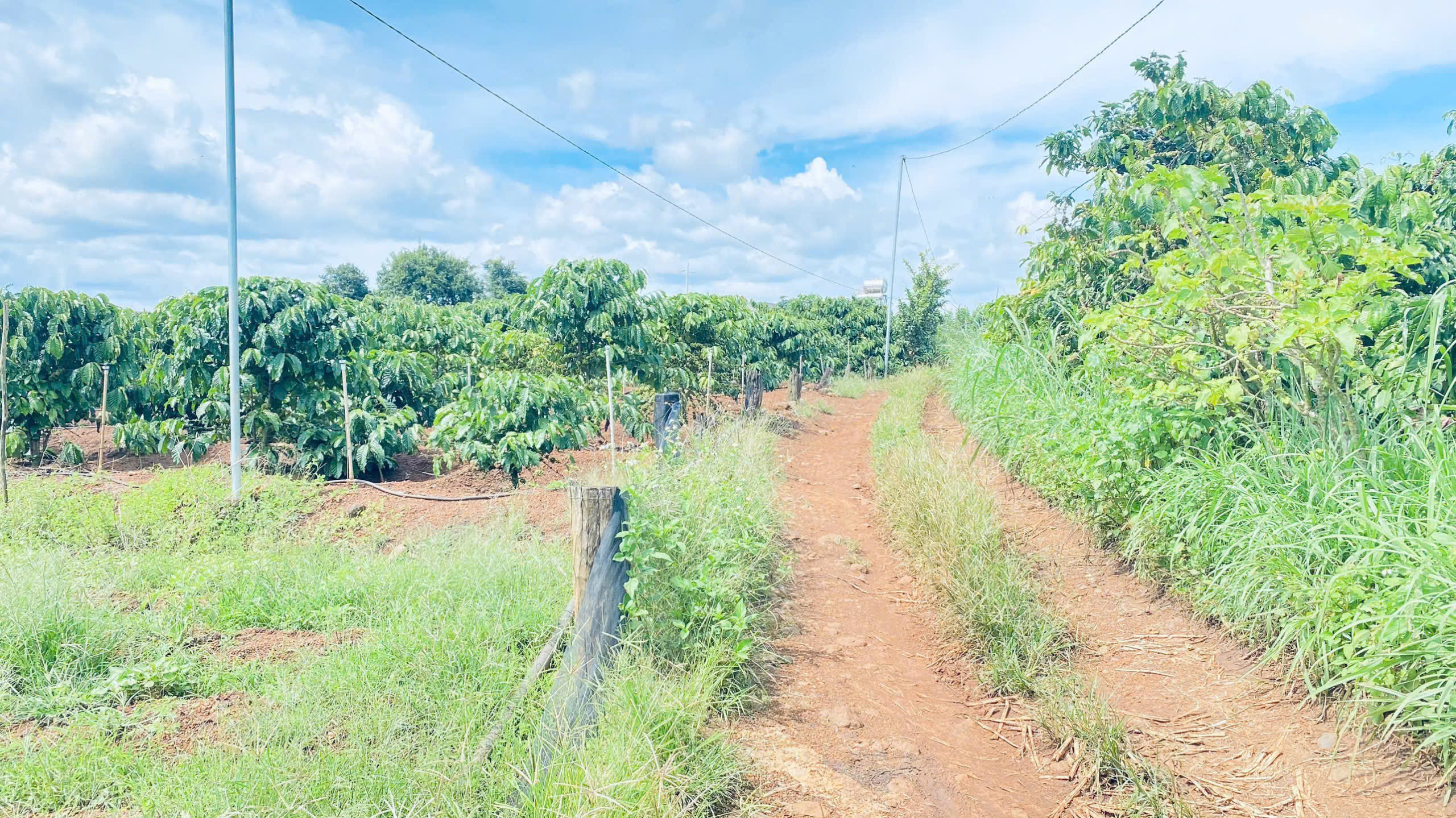 900 triệu có ngay 1,2 sào đất hẻm oto, thuộc ba cản tân hội, đức trọng cũ, lâm đ