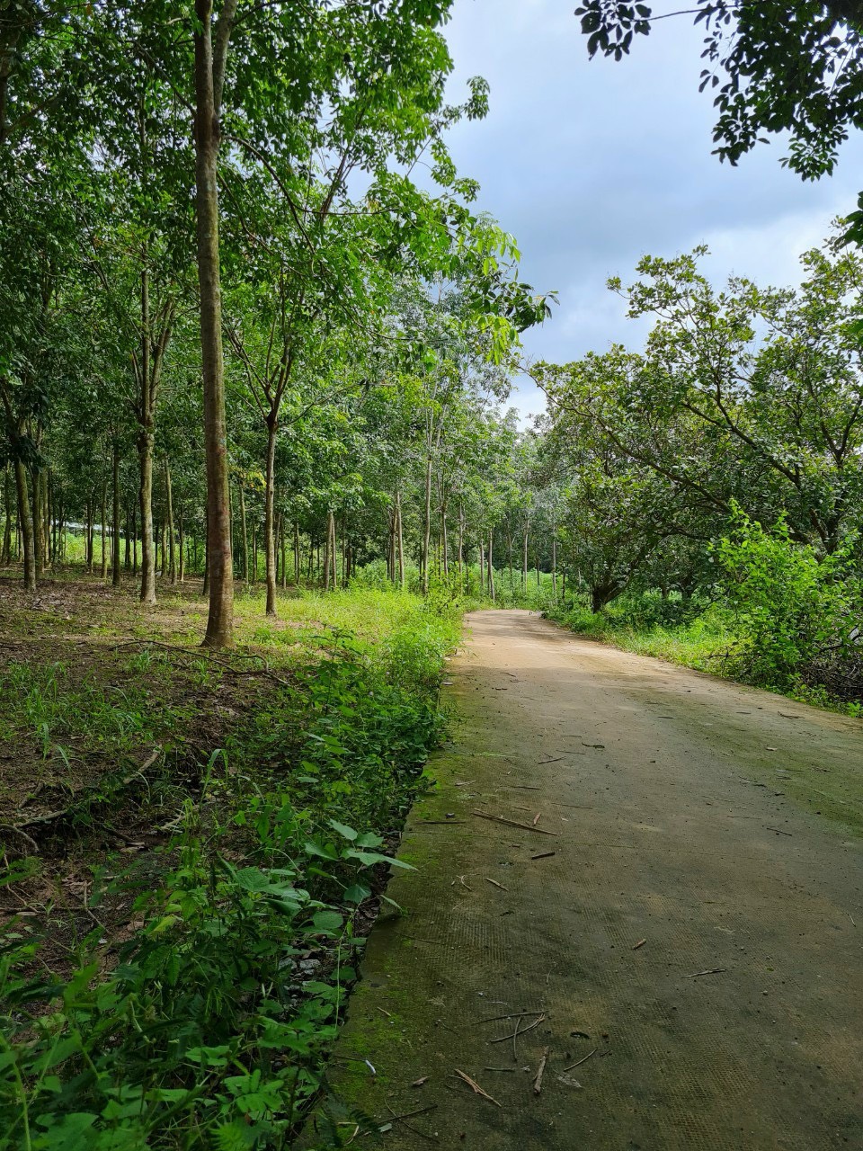 Đất Ngộp Ra Gấp Lô Đất Đồng Xoài Bình Phước