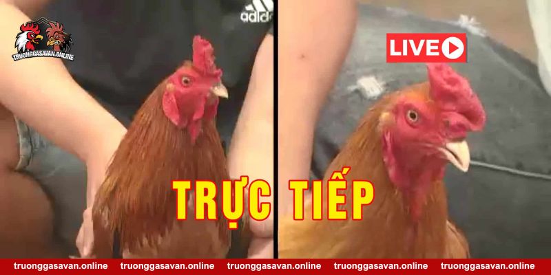 Đá gà cựa sắt Thomo Campuchia SV388