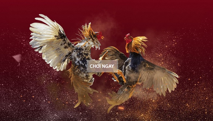 Hướng dẫn cách lấy mạng tổng sv388 cho đại lý sv388