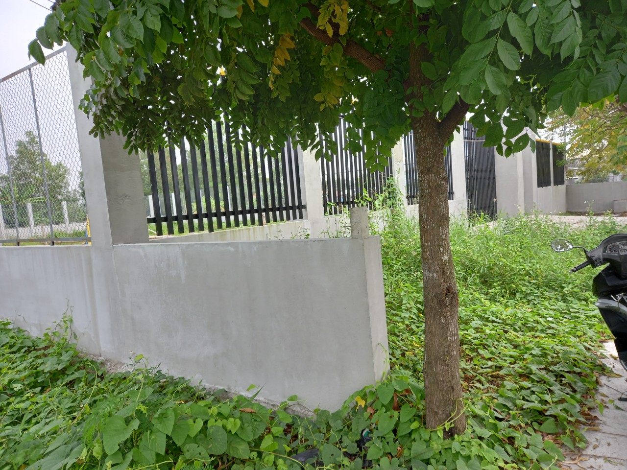 bán đầt trồng cây lâu năm