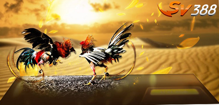 ĐÁ GÀ CỰA SẮT THOMO 2023