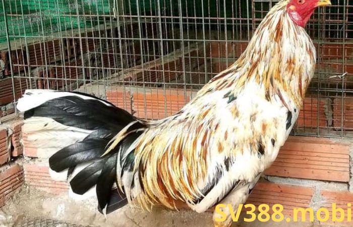 Bí quyết chọn gà móng cổ đá hay