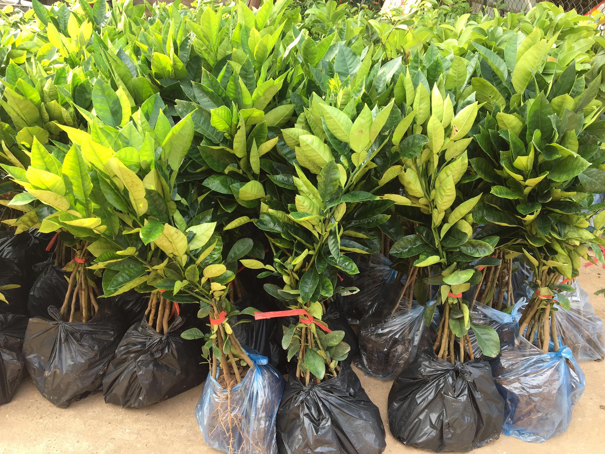 NƠI CUNG CẤP GIỐNG CÂY BƯỞI LUẬN VĂN