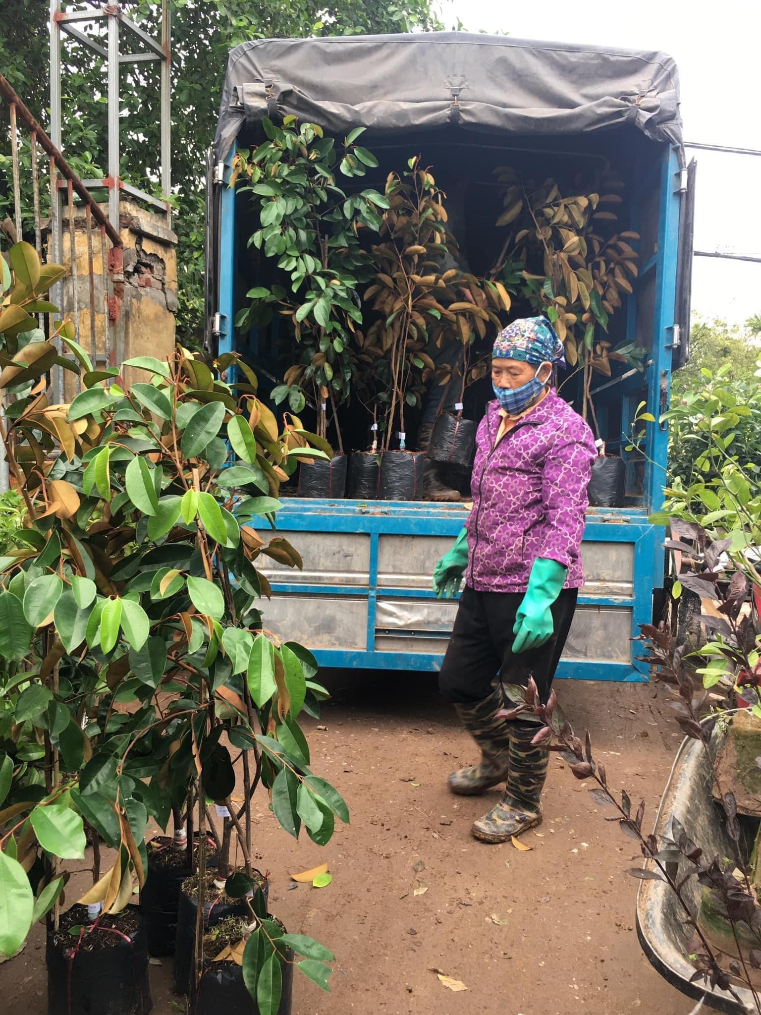 GIỐNG CÂY VÚ SỮA