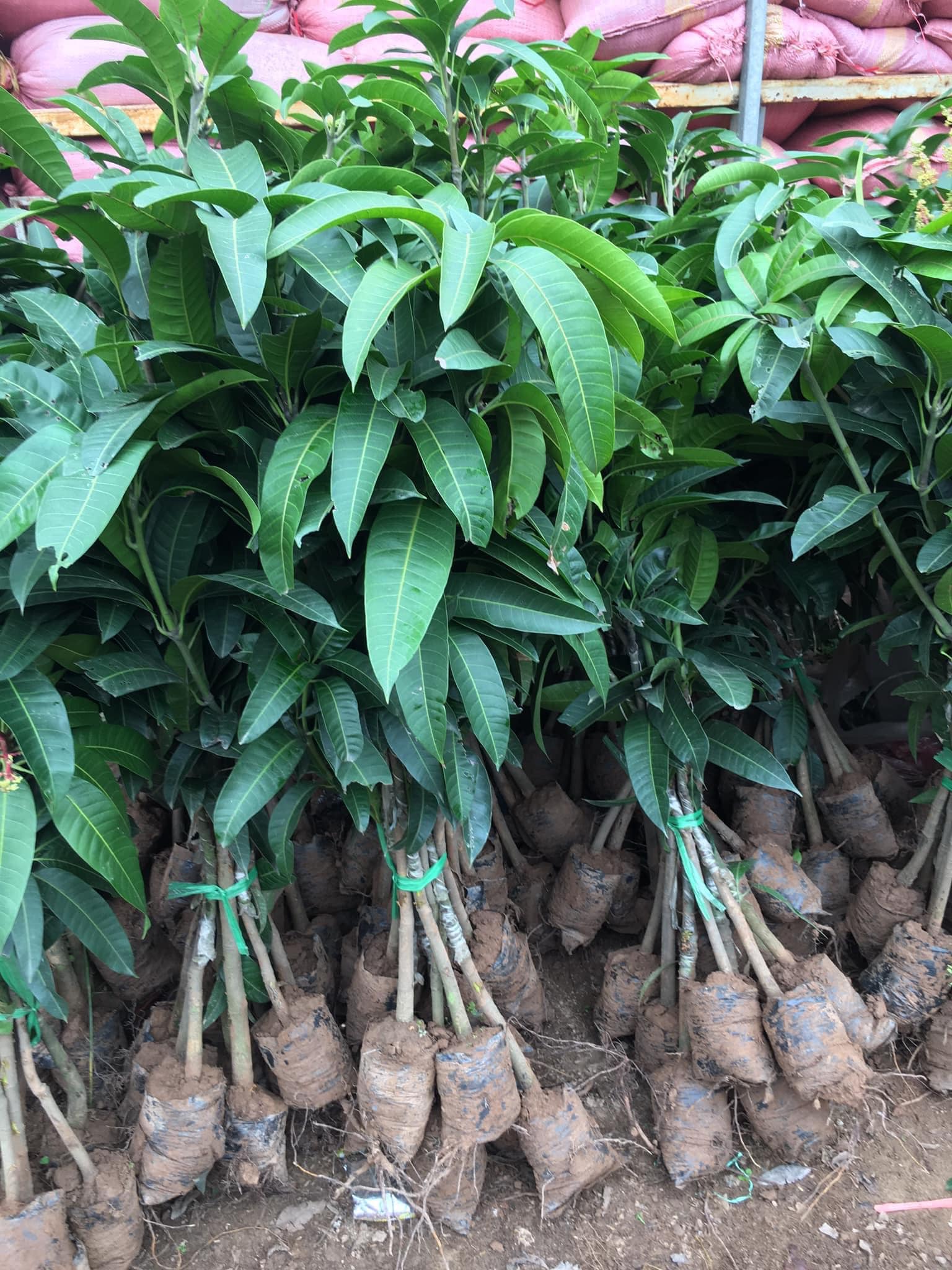 Cây giống xoài đài loan