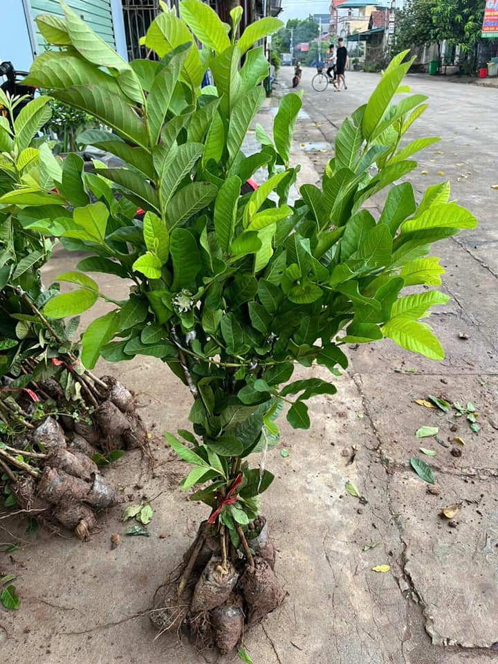 NƠI CUNG CẤP GIỐNG CÂY ỔI BỐN MÙA