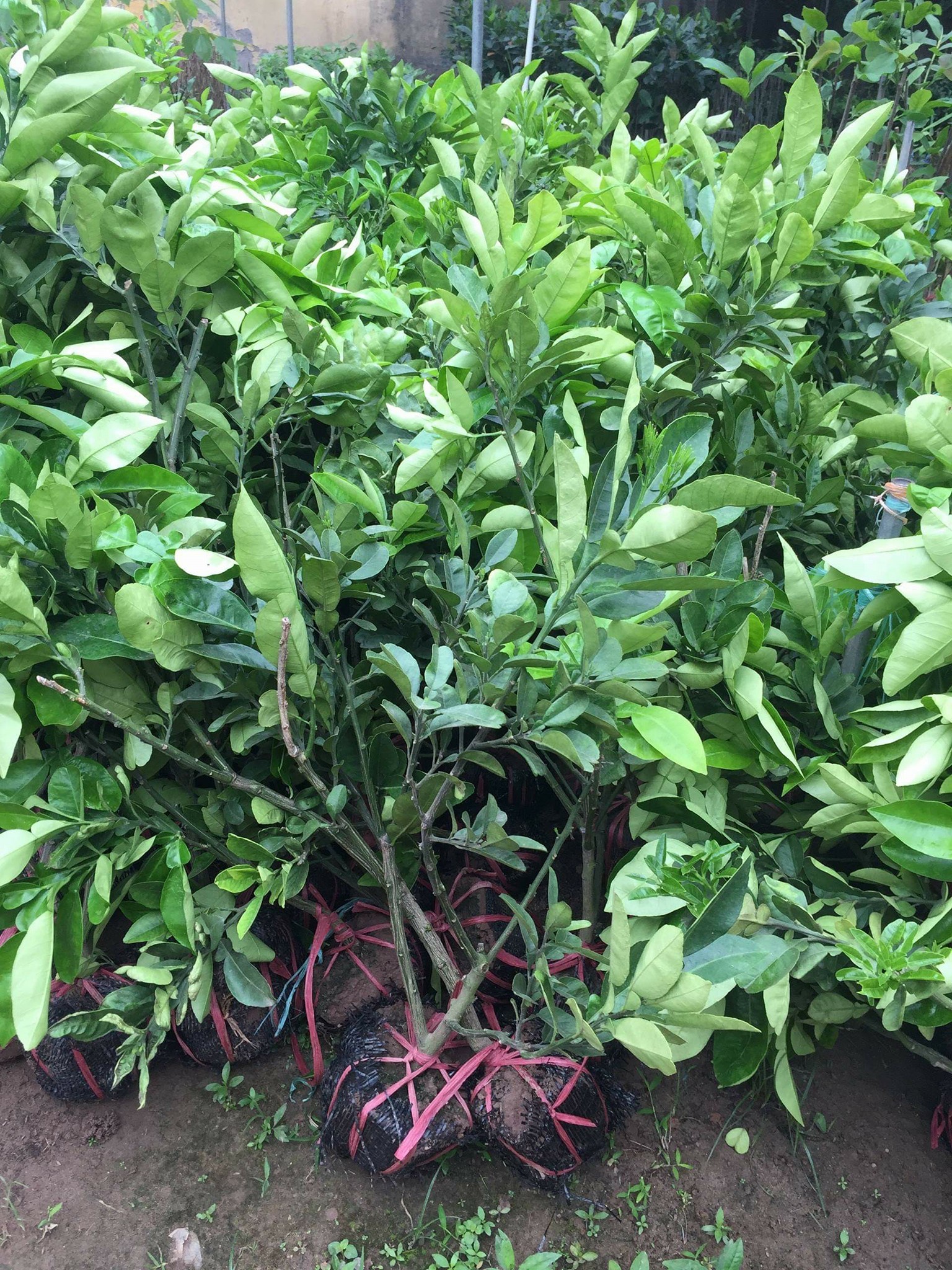 GIỐNG BƯỞI DIỄN