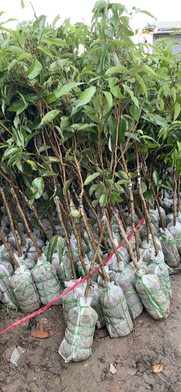 CÂY VẢI KHÔNG HẠT