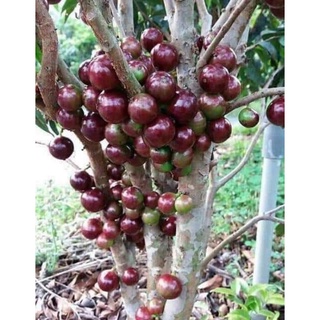 CÂY NHO THÂN GỖ 12 VỤ QUẢ ĐỎ CHIẾT CÓ HOA