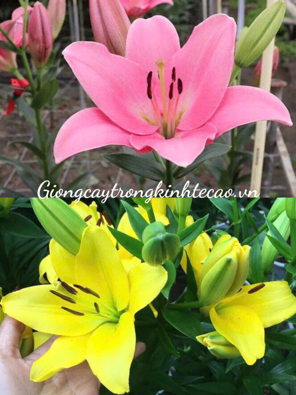 CHẬU LY CAO KHÔNG THƠM