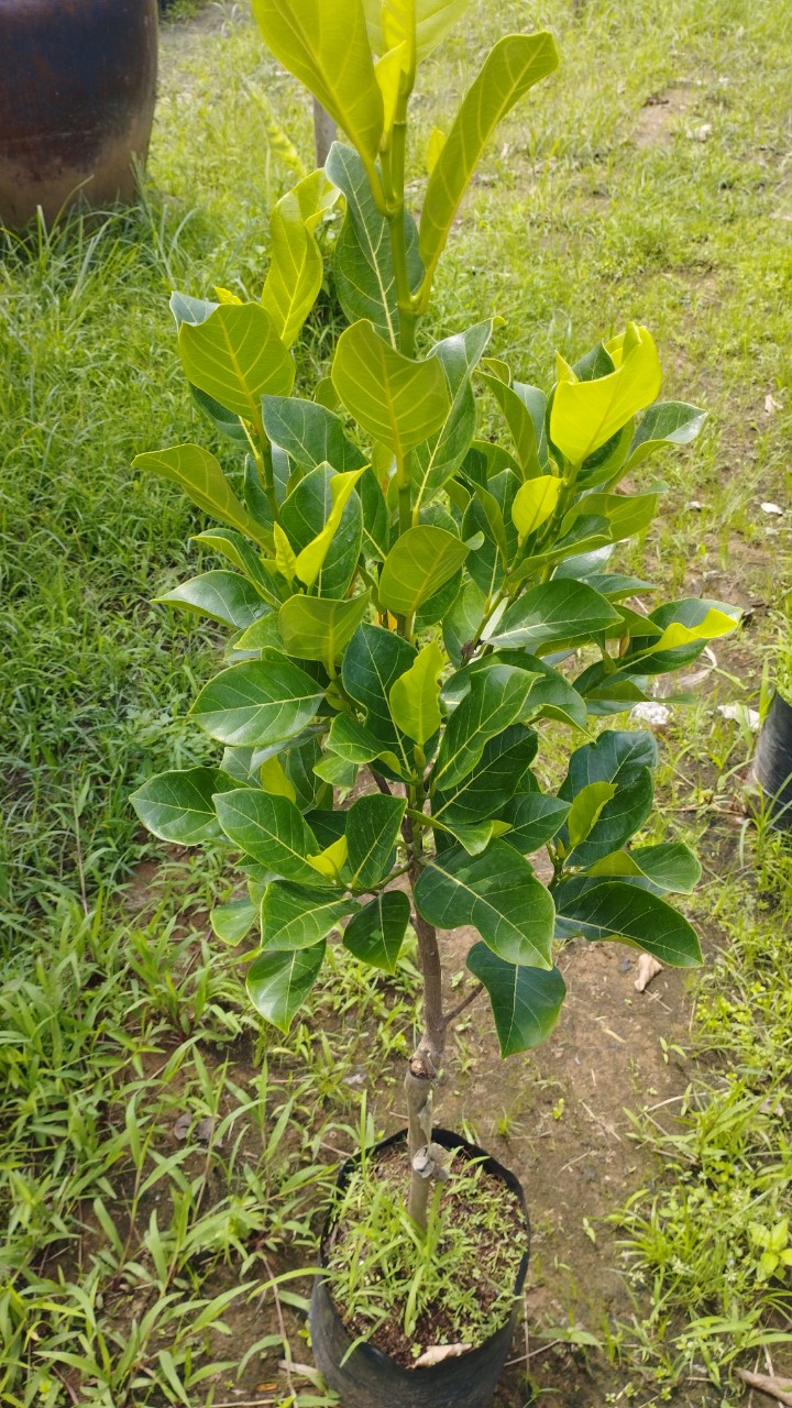 CÂY MÍT RUỘT ĐỎ INDO LÁ BẦU CÂY NHỠ