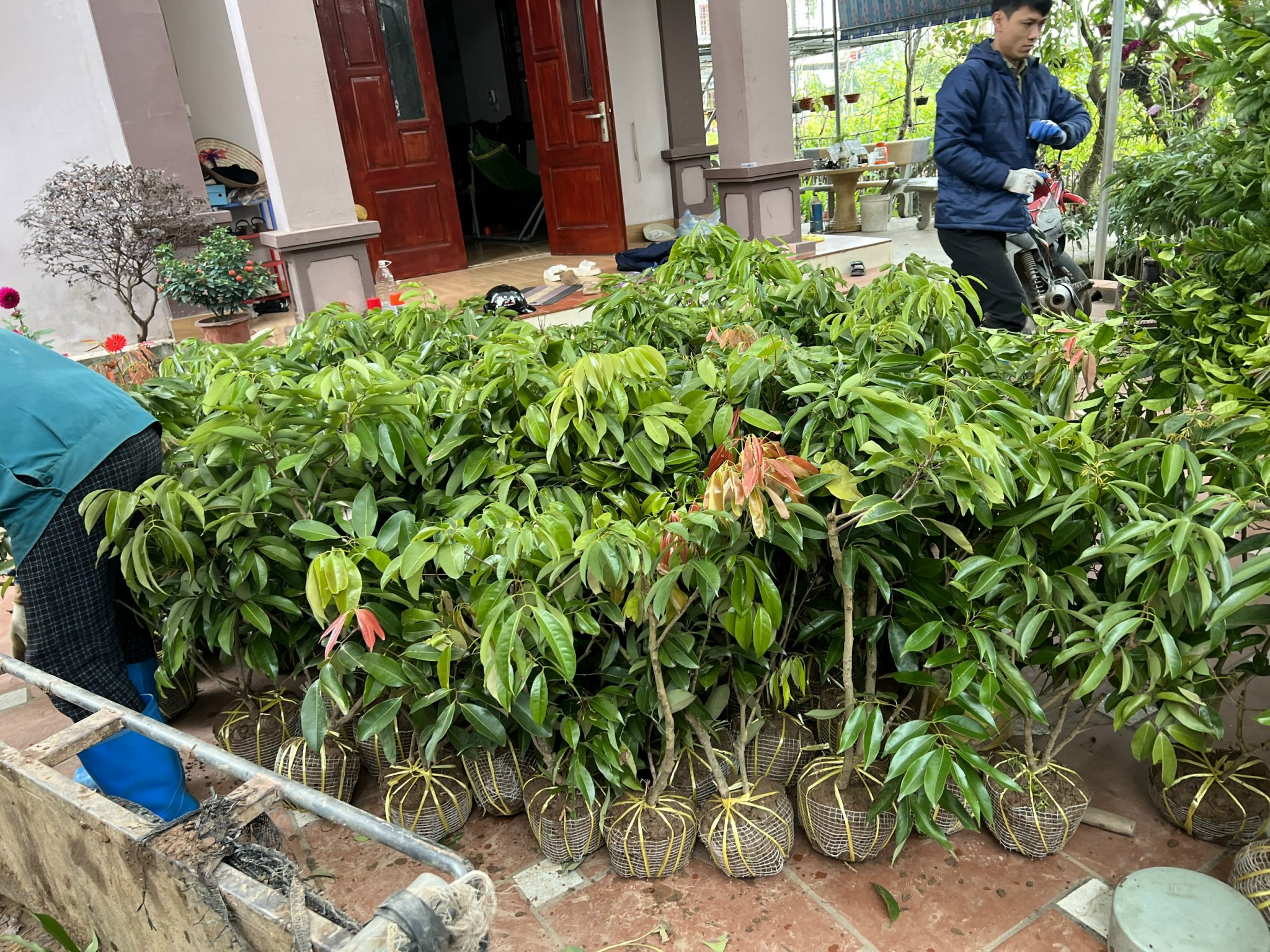 CÂY VẢI THIỀU CHIẾT