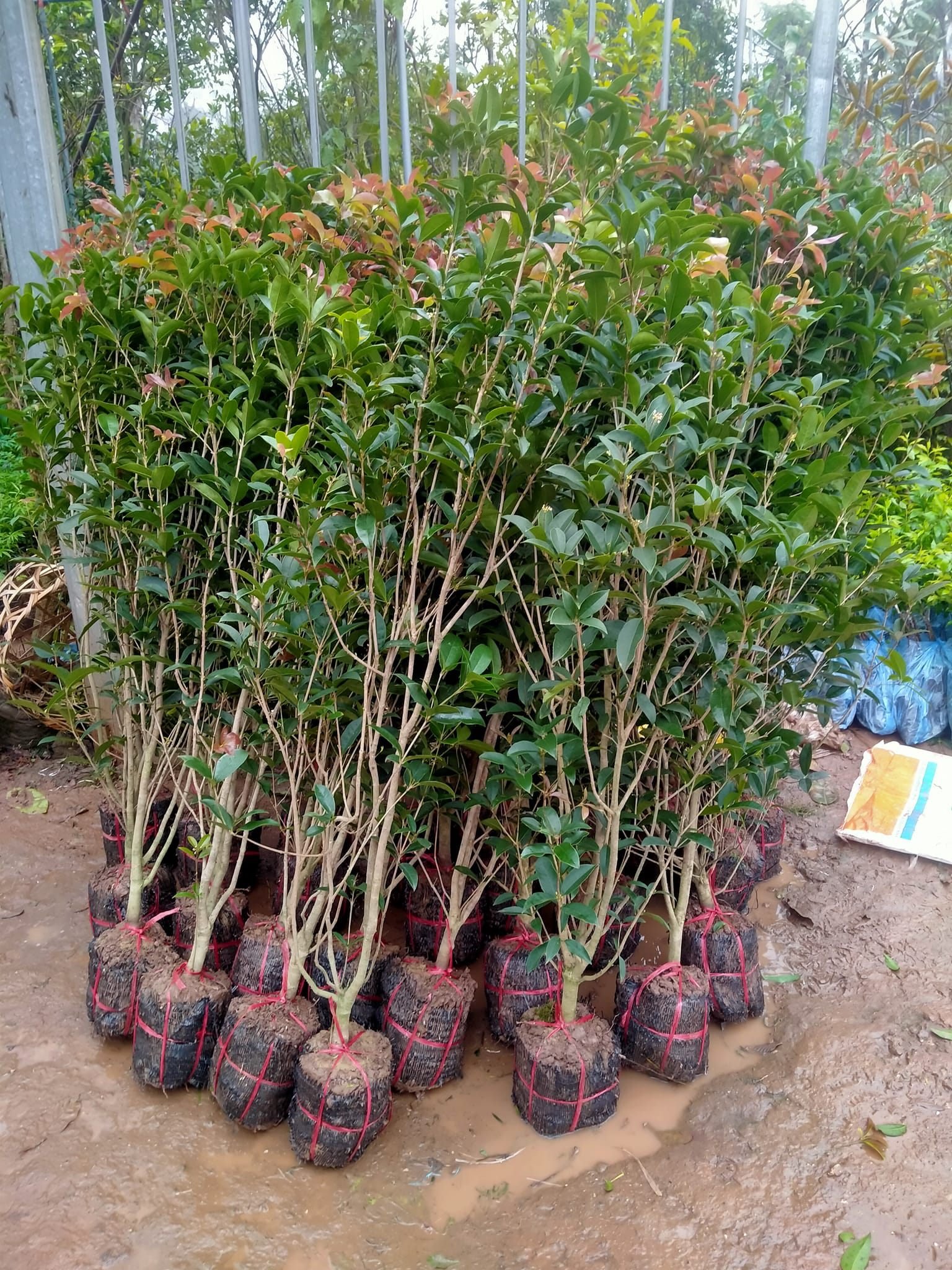 CÂY MỘC HƯƠNG TA CAO 1M5-1M7