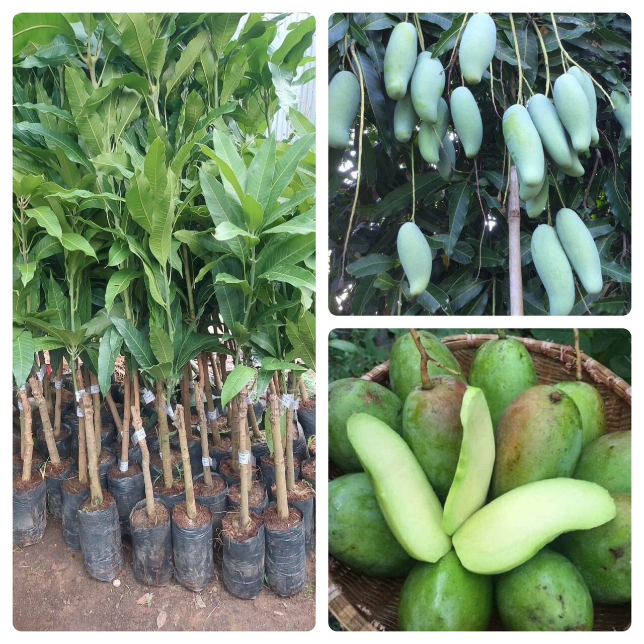 NƠI CUNG CẤP GIỐNG CÂY XOÀI THÁI