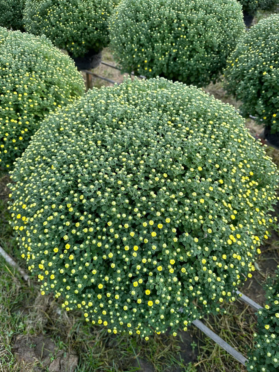 Cúc mâm xôi sẵn vườn size 80cm - 90cm