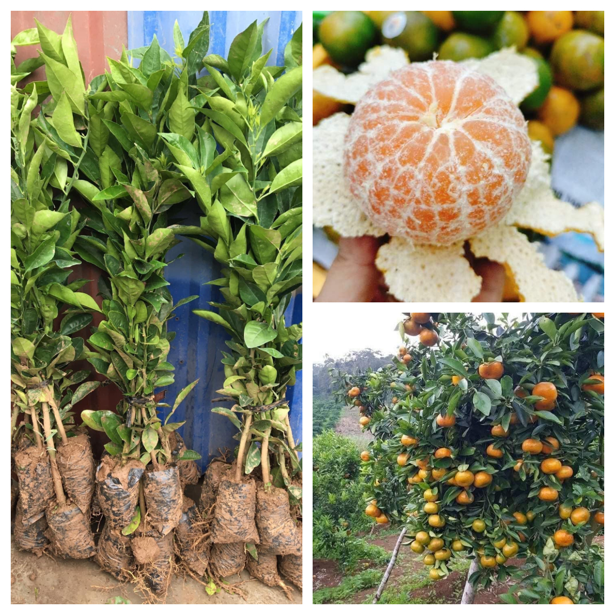 NƠI CUNG CẤP GIỐNG CÂY QUÝT ĐƯỜNG MIỀN NAM