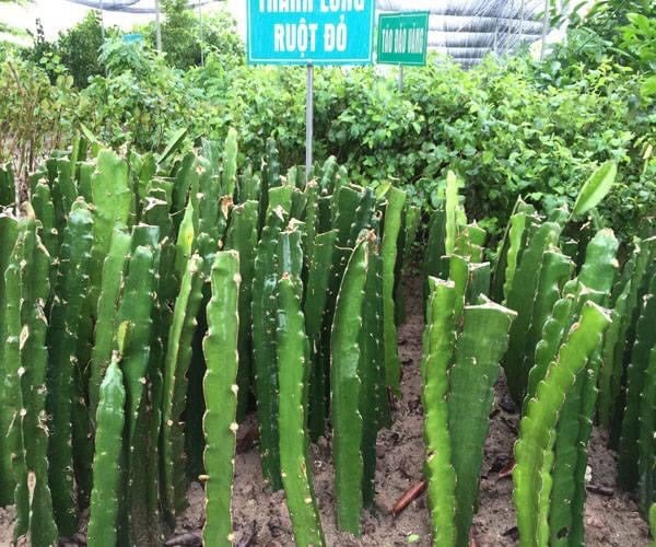 Địa chỉ cung cấp cây giống thanh long