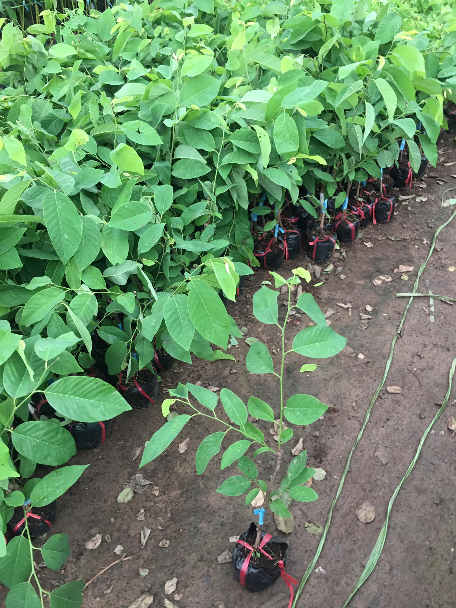 CÂY GIỐNG NA ĐÀI LOAN