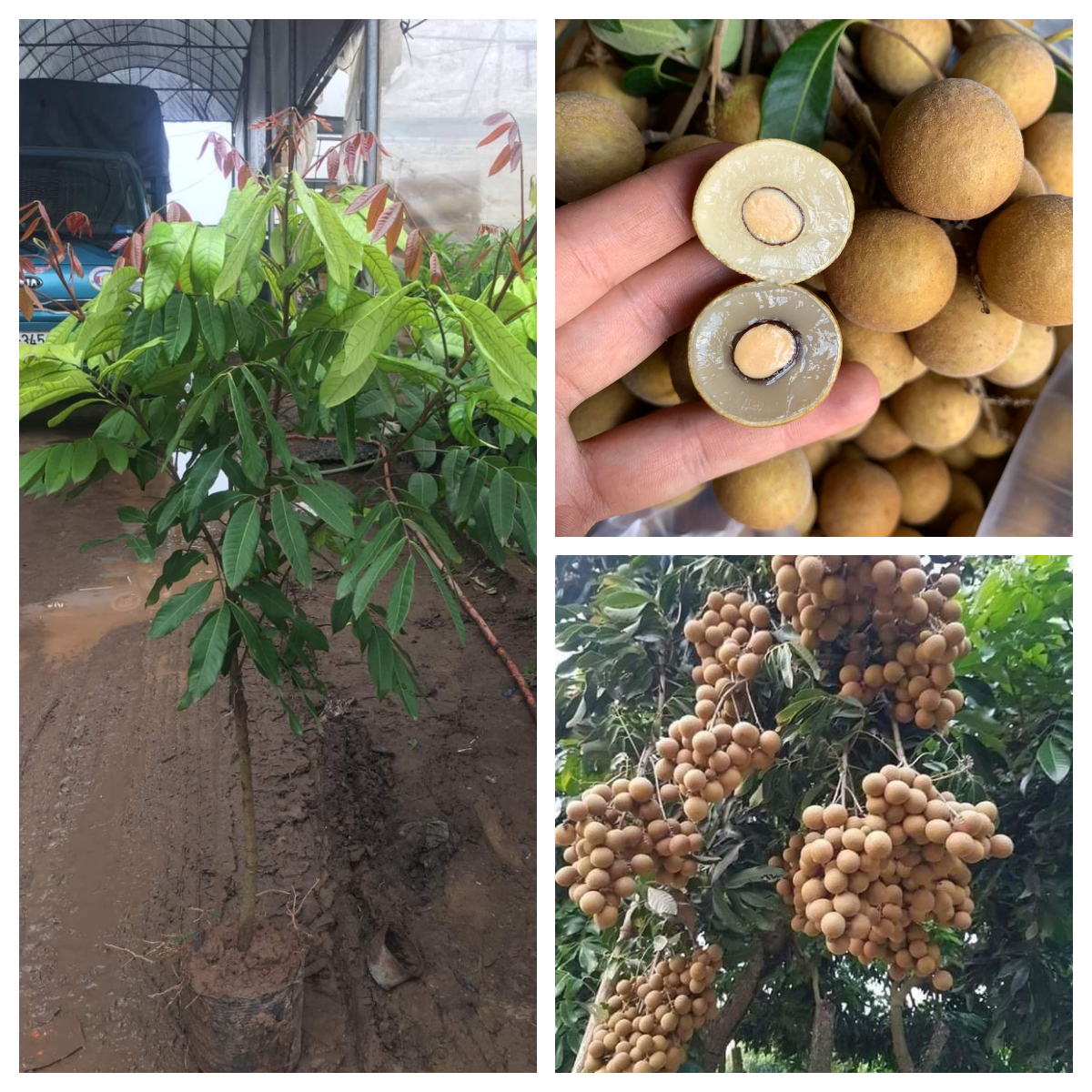 CÂY NHÃN LỒNG TO NHIỀU CỠ