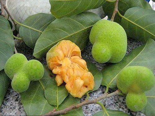 NƠI CUNG CẤP GIỐNG CÂY CHAY