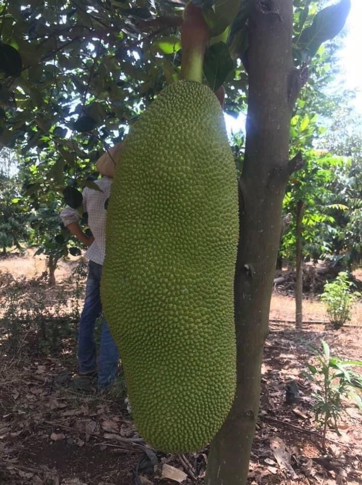 CÂY MÍT TRÁI DÀI TO NHIỀU CỠ