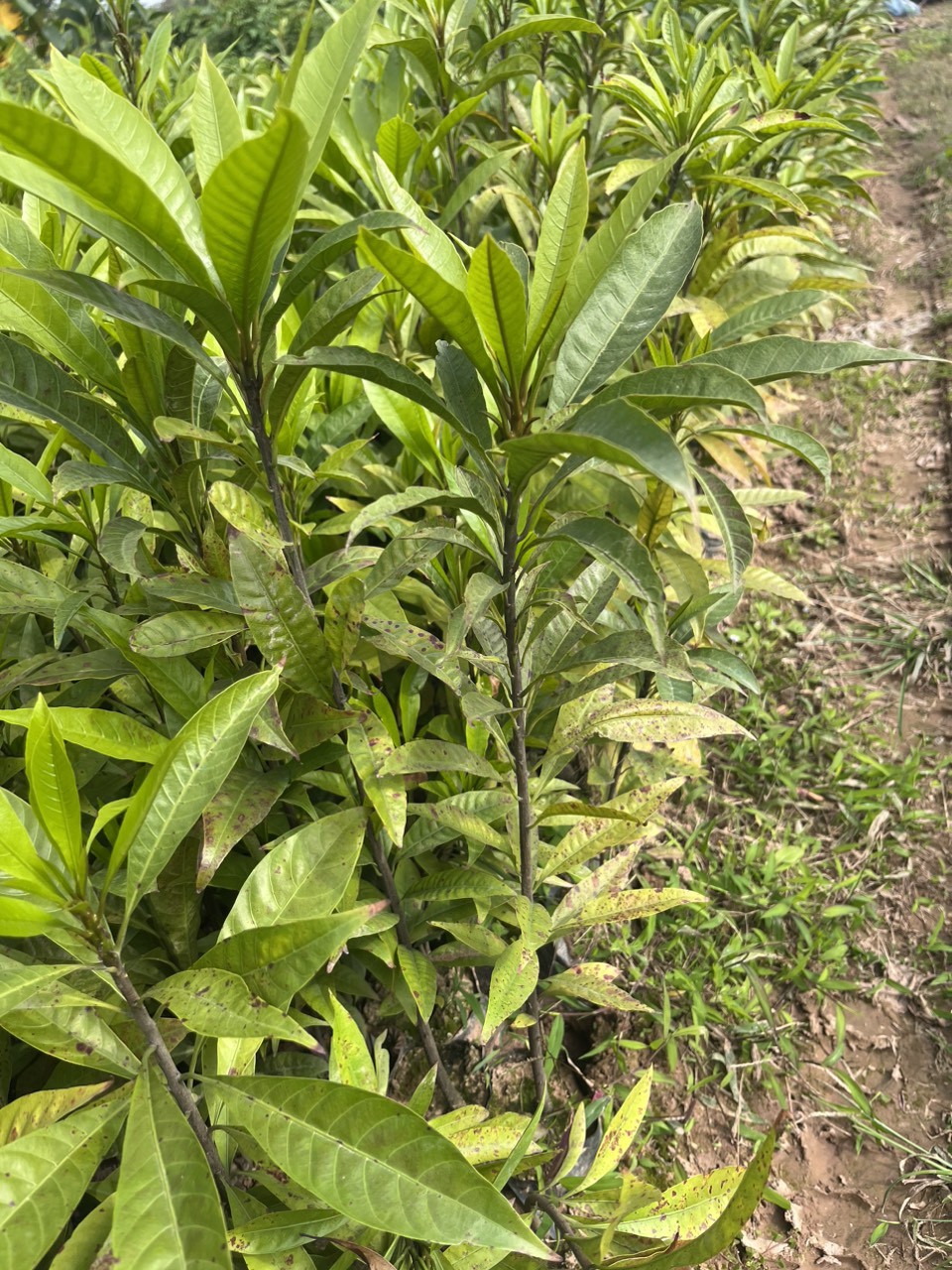 CÂY TRỨNG GÀ ( LÊKIMA ) CỠ NHỠ