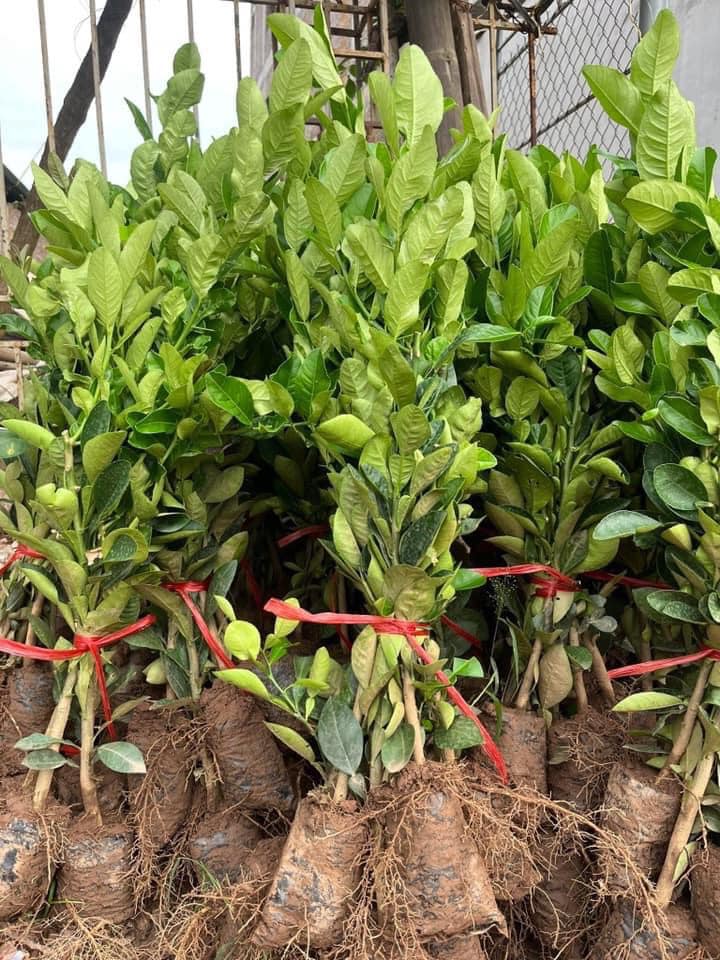 NƠI CUNG CẤP GIỐNG CÂY PHẬT THỦ