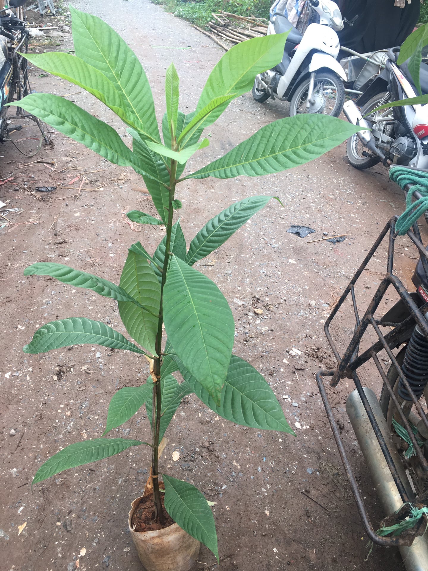 NƠI CUNG CẤP GIỐNG CÂY HỒNG XIÊM RUỘT ĐỎ