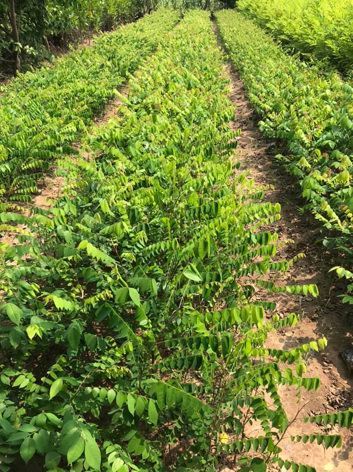 Địa chỉ cung cấp cây giống khế chua