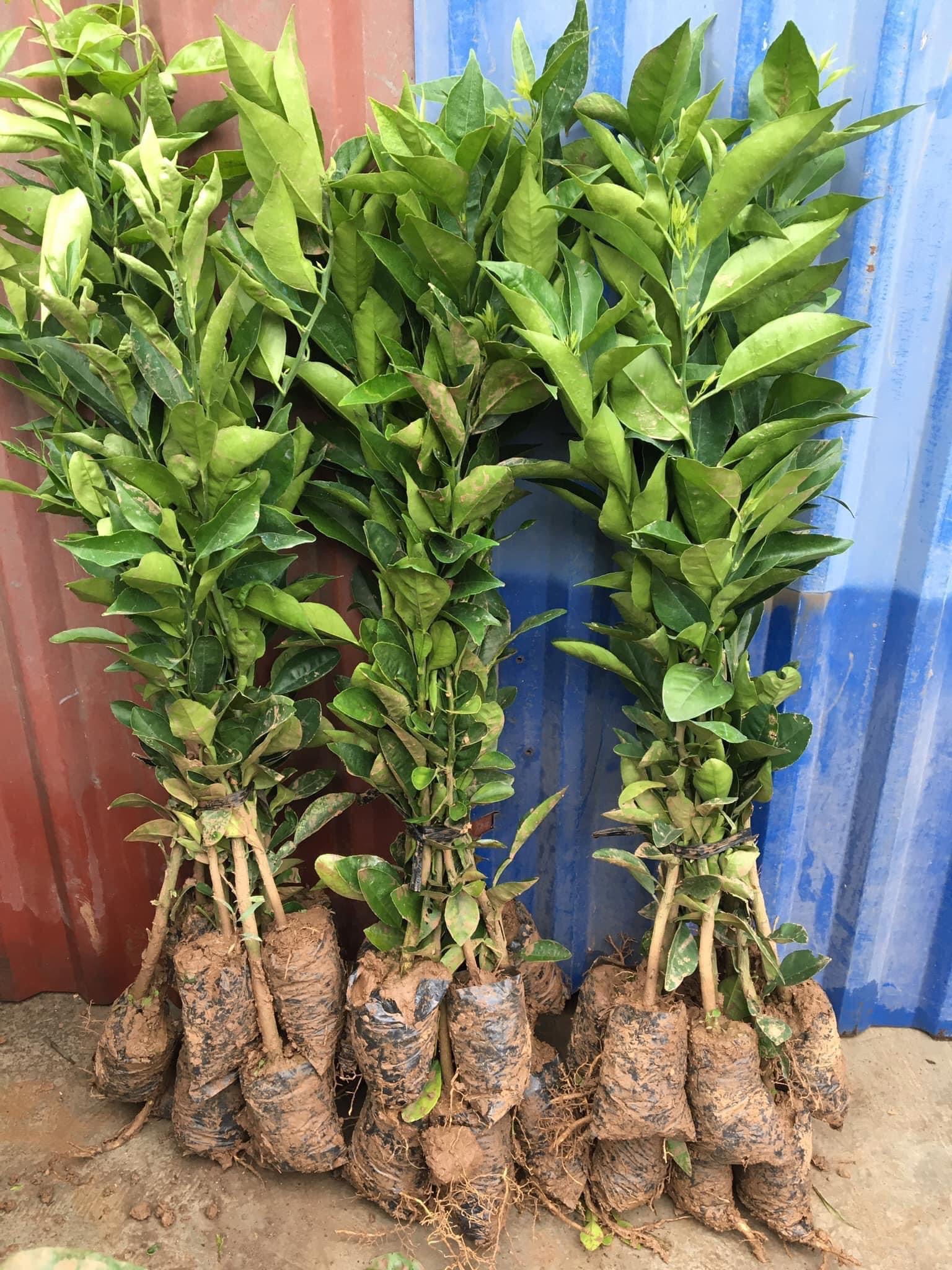 NƠI CUNG CẤP GIỐNG CÂY QUÝT ĐƯỜNG THÁI