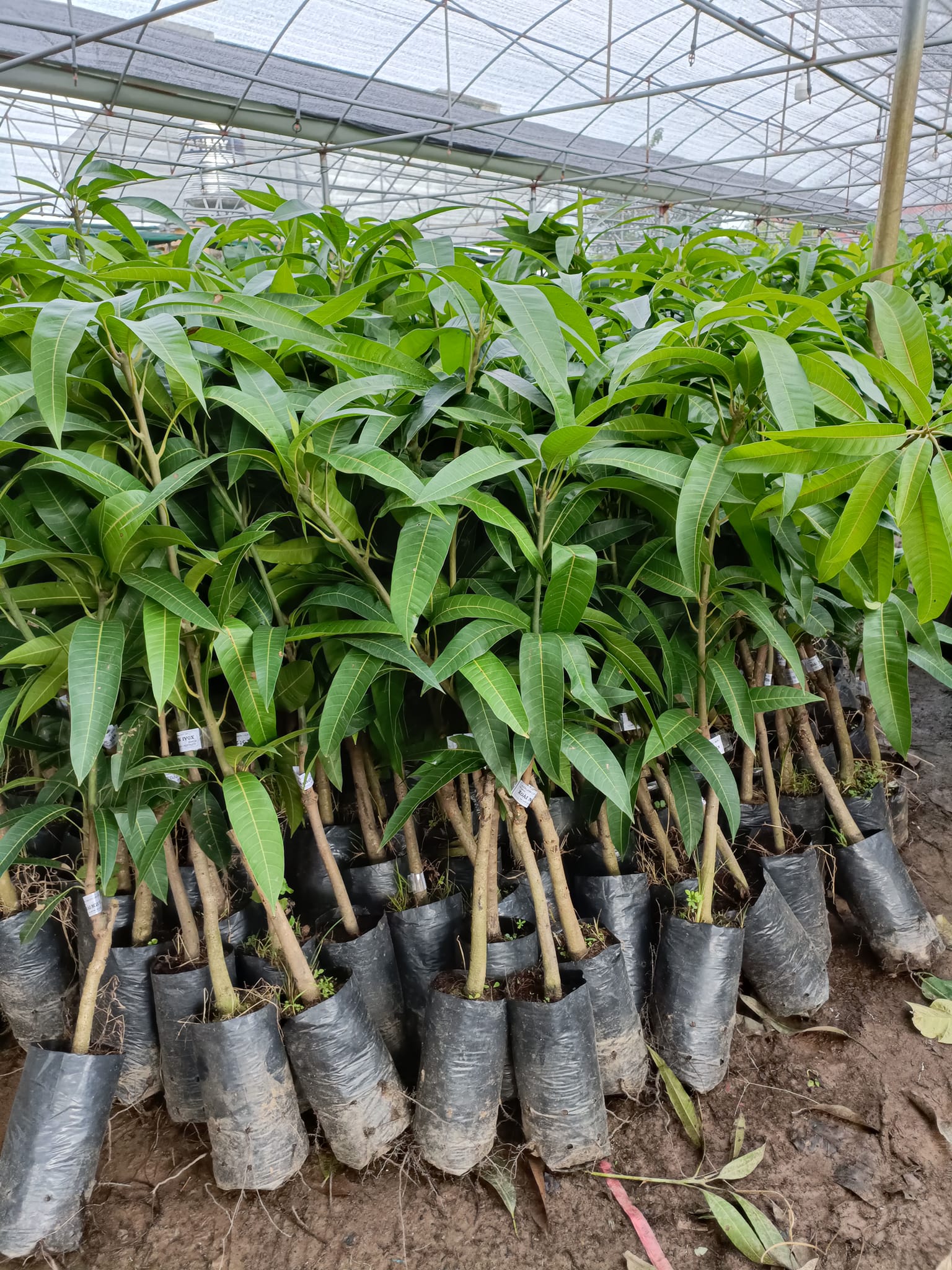 NƠI CUNG CẤP GIỐNG CÂY XOÀI TÍM