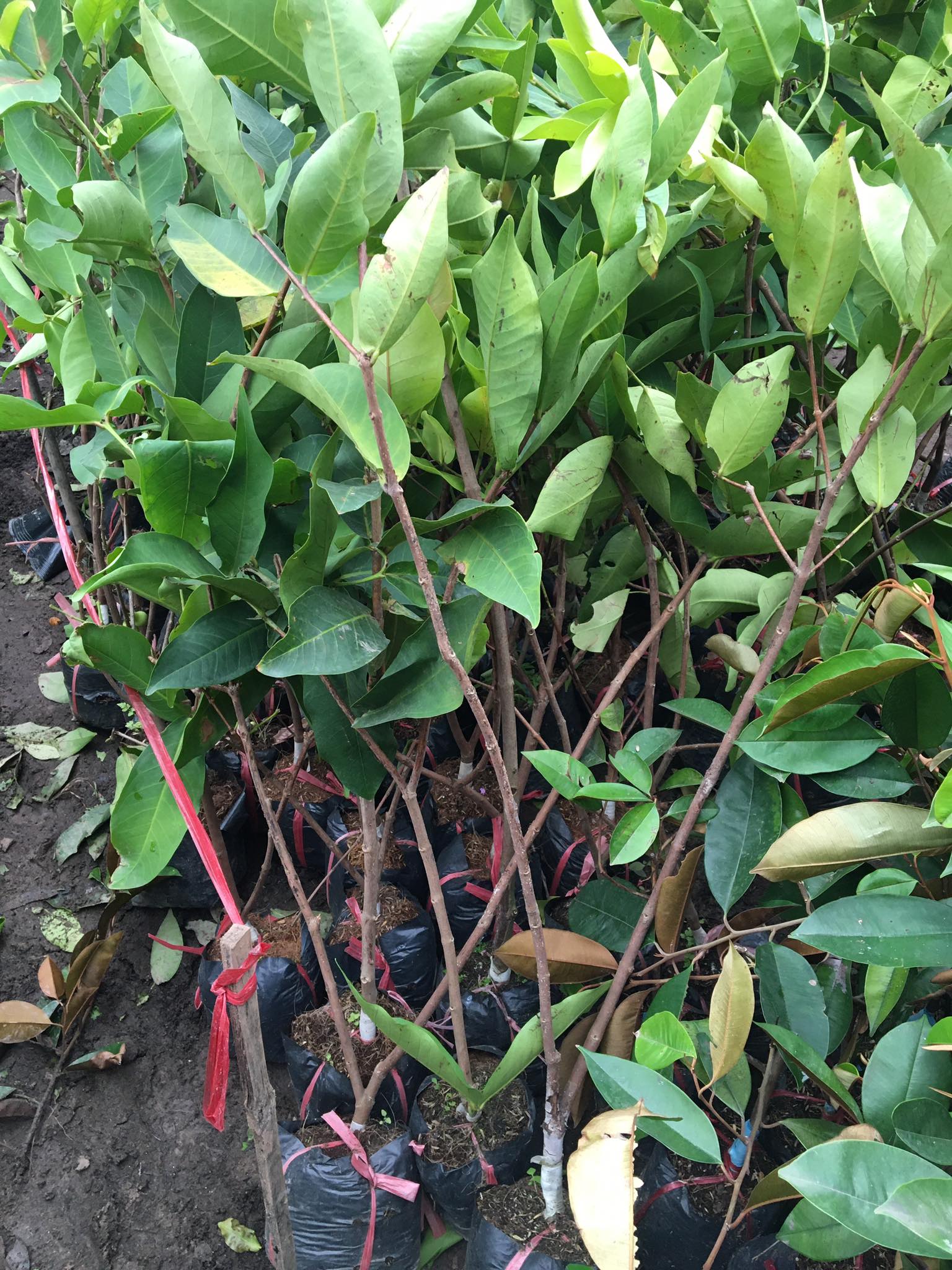 Địa chỉ cung cấp cây giống roi đỏ