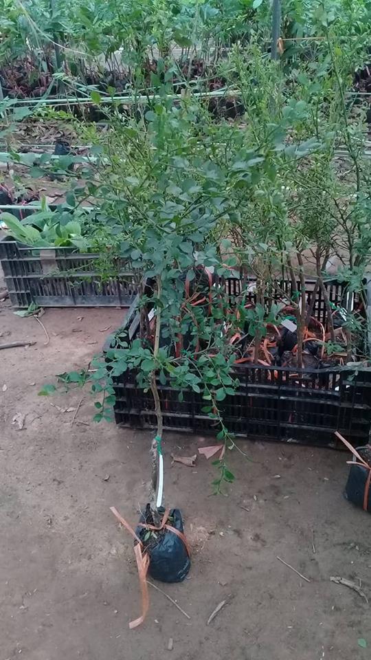 NƠI CUNG CẤP GIỐNG CÂY CHANH NGÓN TAY