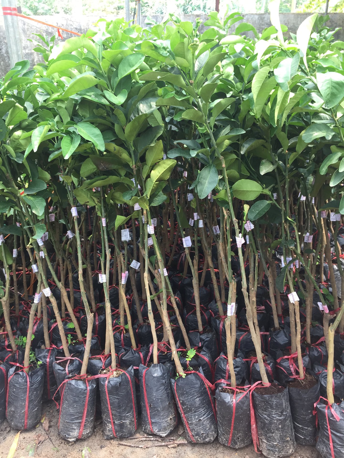 GIỐNG BƯỞI DA XANH