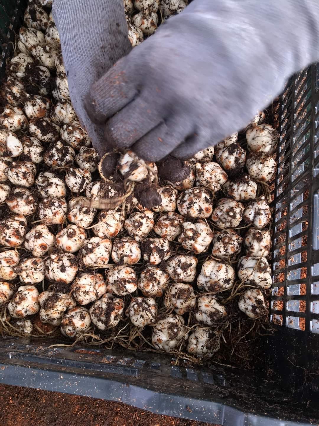 CỦ GIỐNG LY LÙN