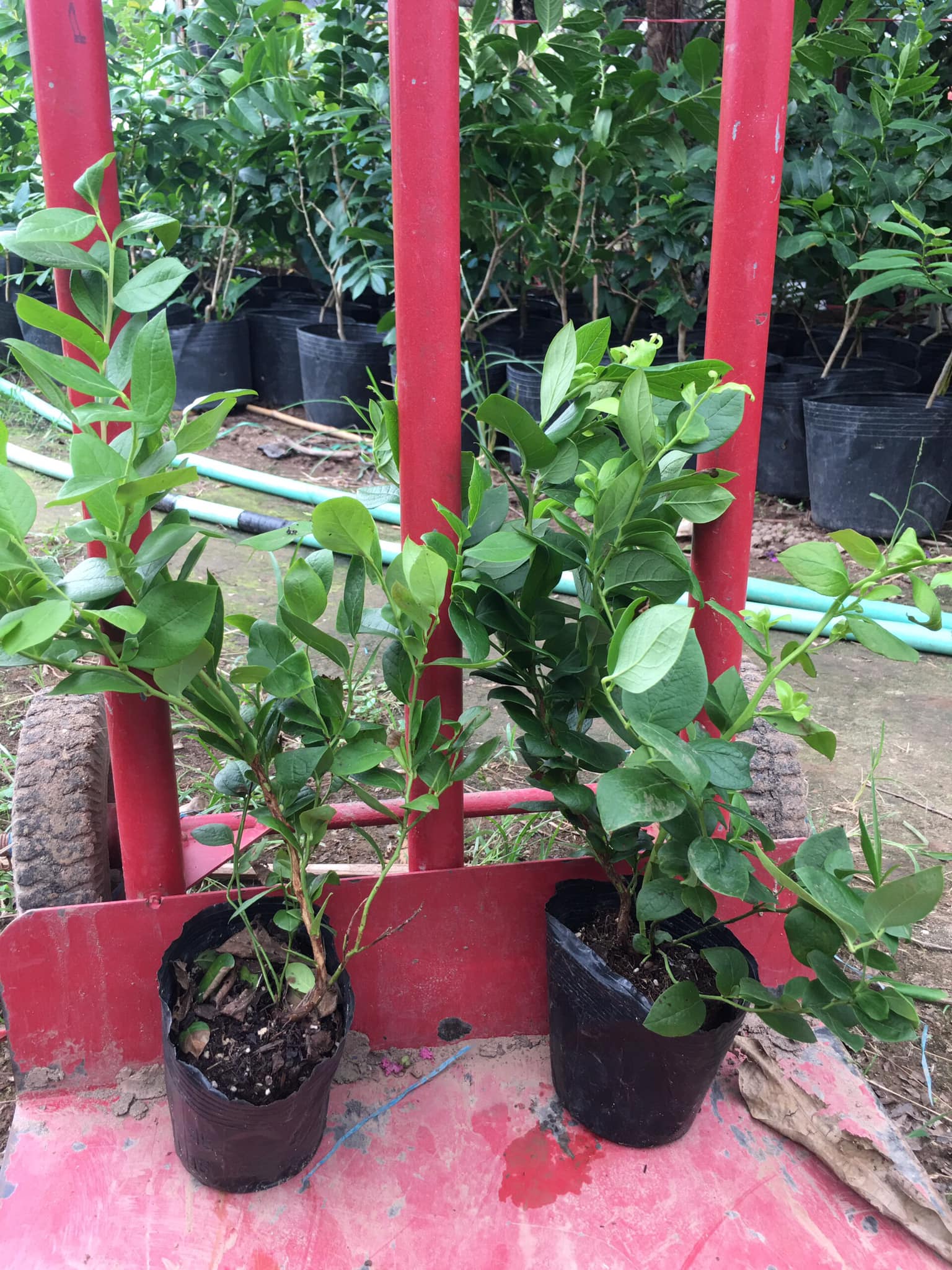 Cây giống việt quất