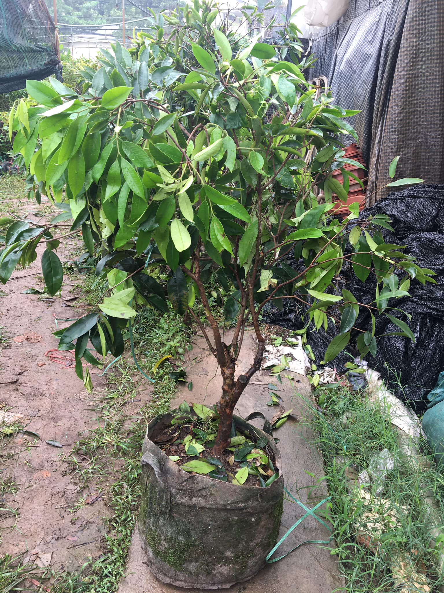 CÂY NHO THÂN GỖ QUẢ VÀNG CỠ TO