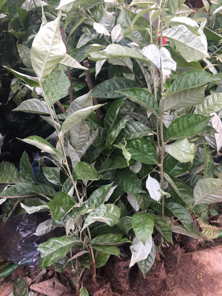 Địa chỉ cung cấp cây giống nhót ngọt