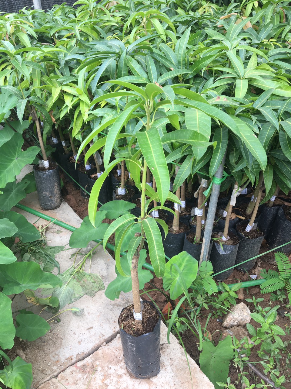 CÂY GIỐNG XOÀI ÚC