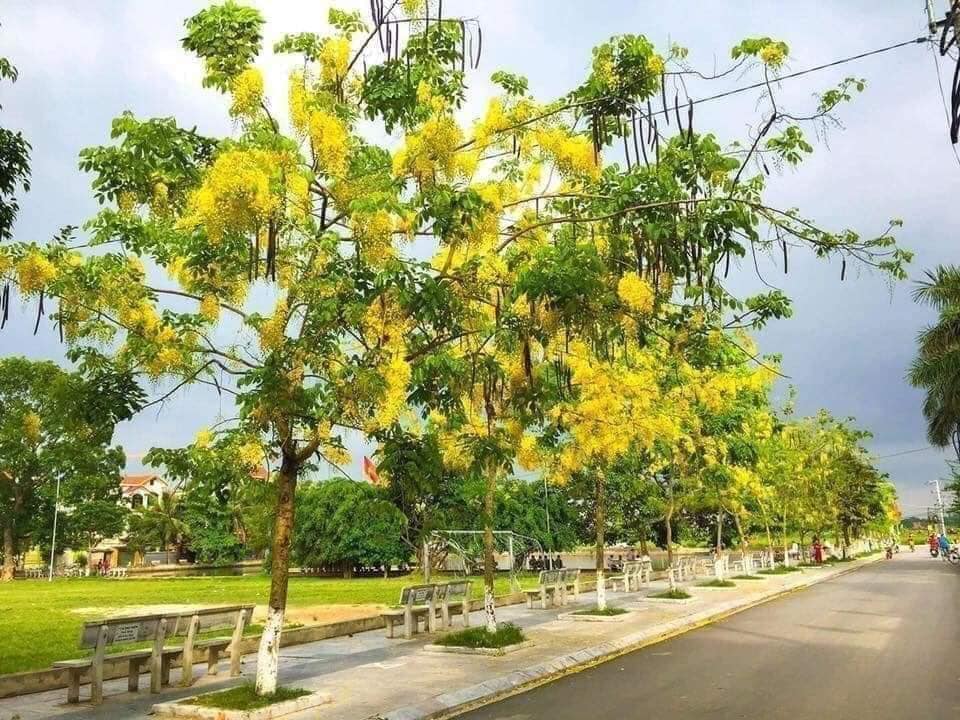 Cây giống muồng hoàng yến