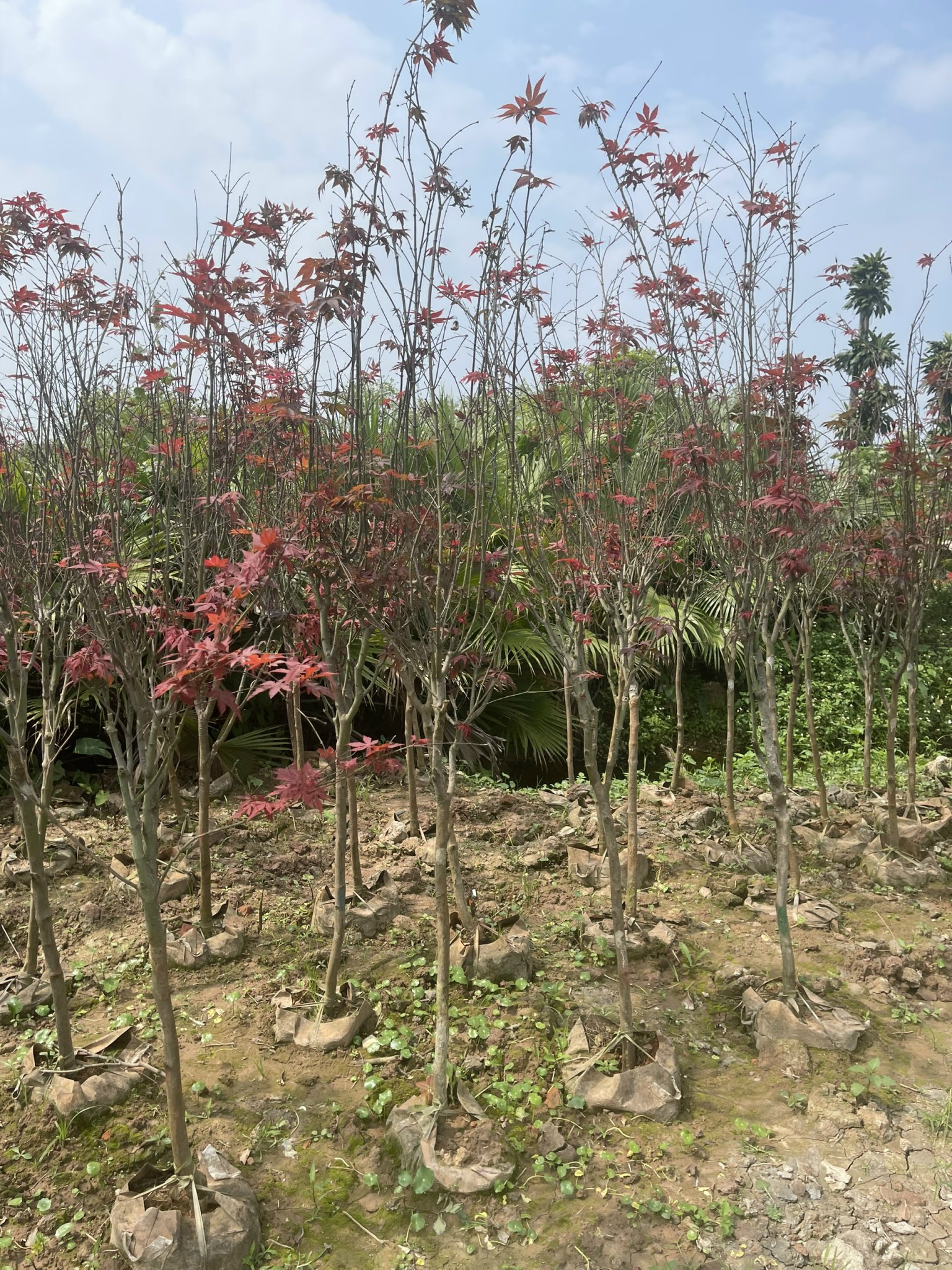 CÂY PHONG LÁ ĐỎ CAO 2M