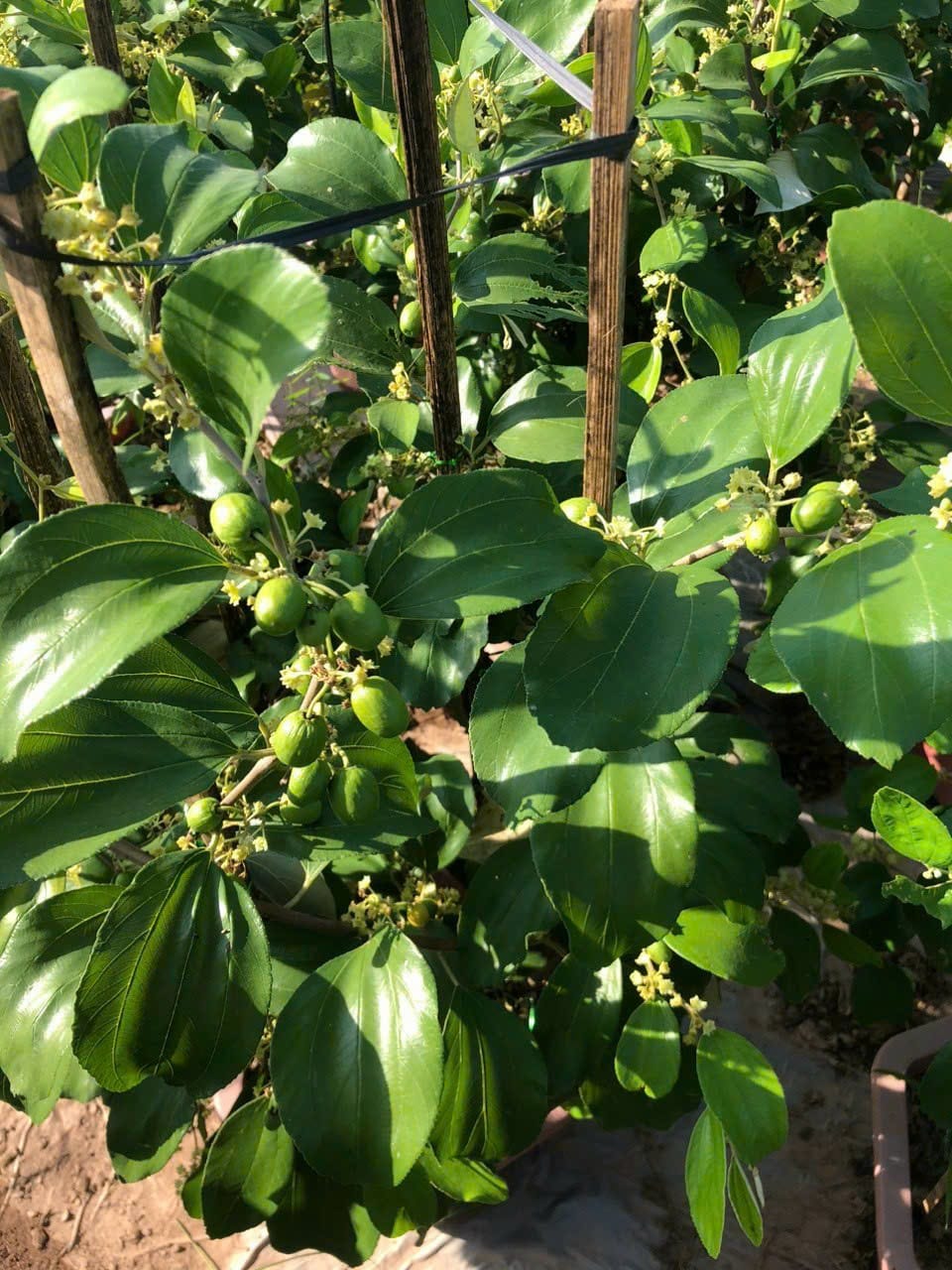 NƠI CUNG CẤP GIỐNG CÂY TÁO ĐÀO VÀNG