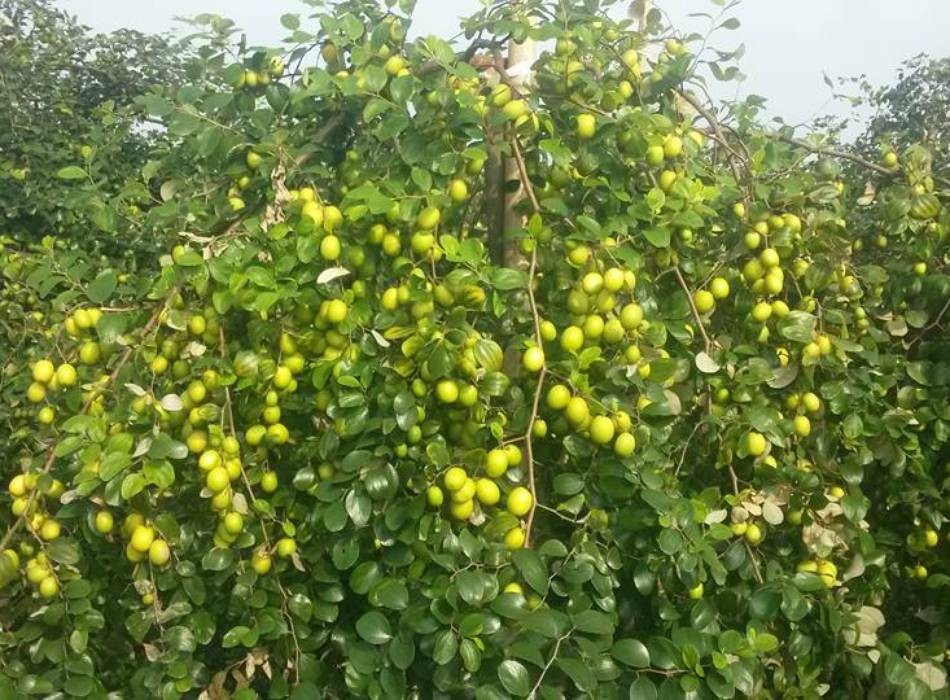 CÂY GIỐNG TÁO CHUA