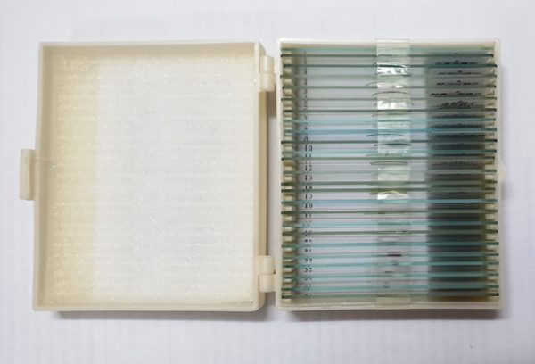 Bộ 25 mẫu tiêu bản cho kính hiển vi 300,000 ₫