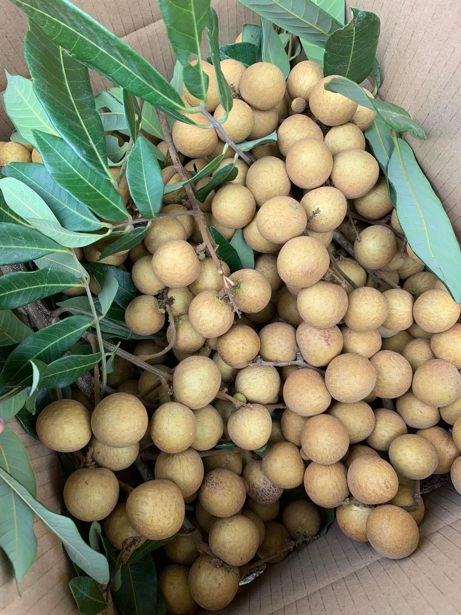 CÂY NHÃN TO NHIỀU CỠ